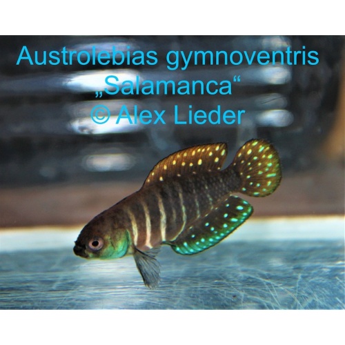 40+; Austr. gymnoventris *Salamanca*