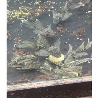 Longfin Bristlenose plecos all carry A Red and Green Dragon gene