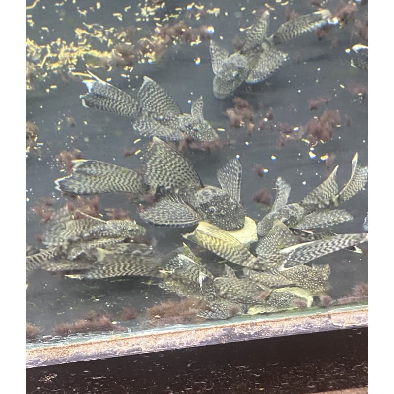Longfin Bristlenose plecos all carry A Red and Green Dragon gene