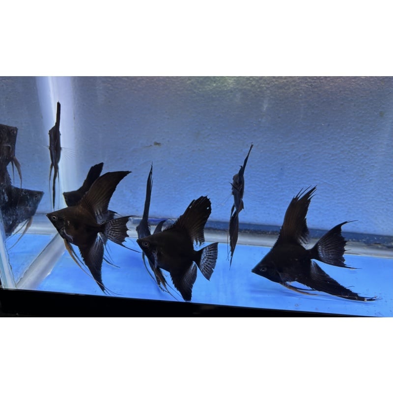 6 - BLACK VEIL ANGELFISH