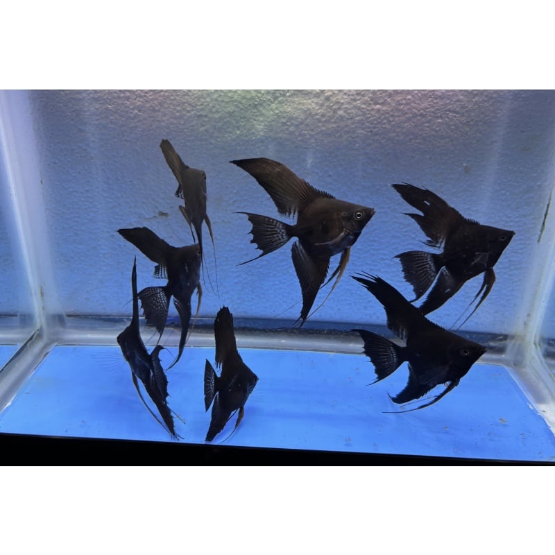 6 - BLACK VEIL ANGELFISH