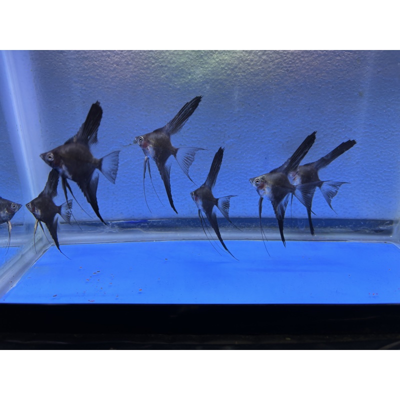 6 - PINOY SMOKEY/CHOCOLATE PARAIBA ANGELFISH