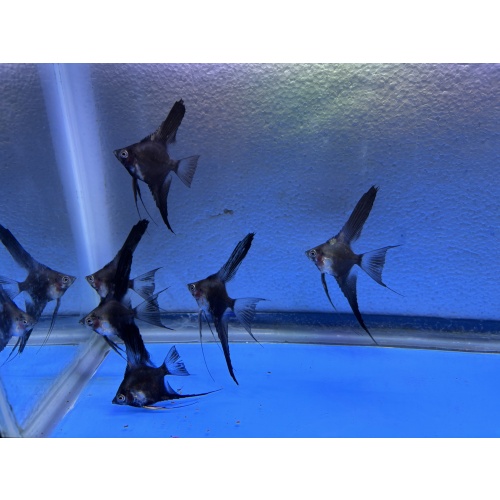 6 - PINOY SMOKEY/CHOCOLATE PARAIBA ANGELFISH