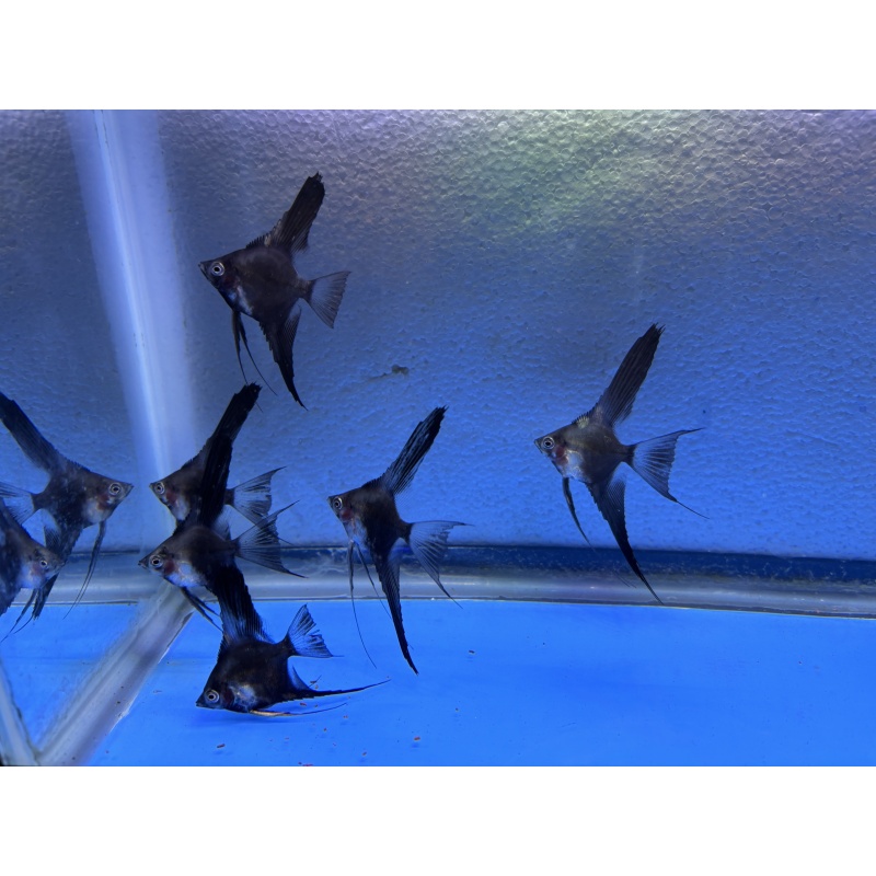 6 - PINOY SMOKEY/CHOCOLATE PARAIBA ANGELFISH