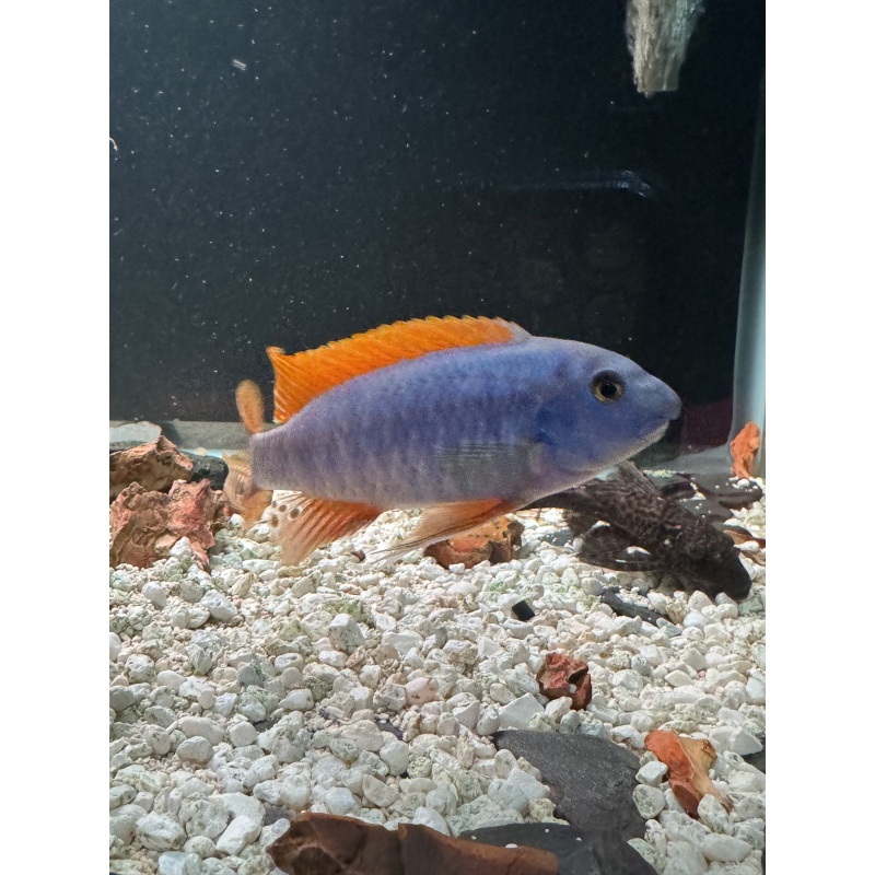 4 - Red Top Trewavasae (2.5”-3.5)