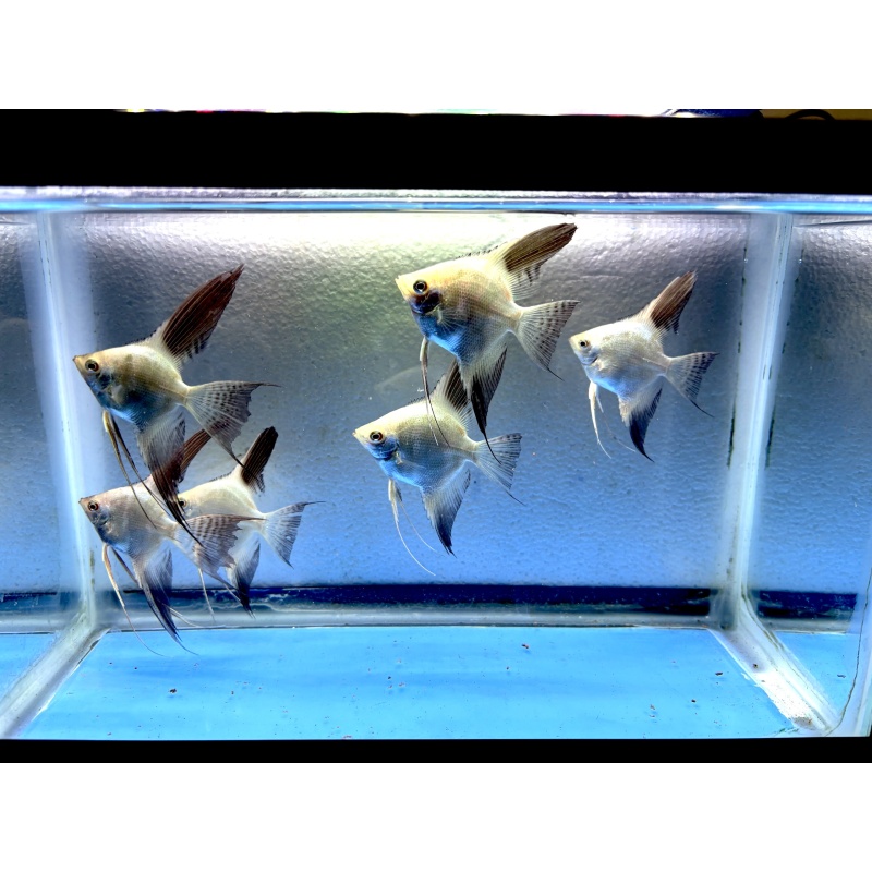 6 - BULGARIAN SEALPOINT ANGELFISH