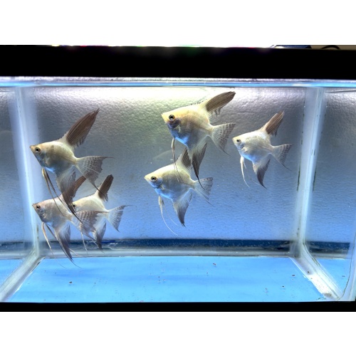 6 - BULBARIAN SEAL POINT ANGELFISH