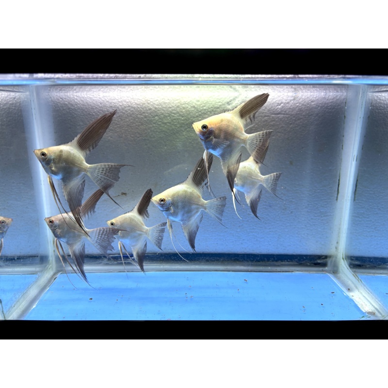 6 - BULGARIAN SEALPOINT ANGELFISH