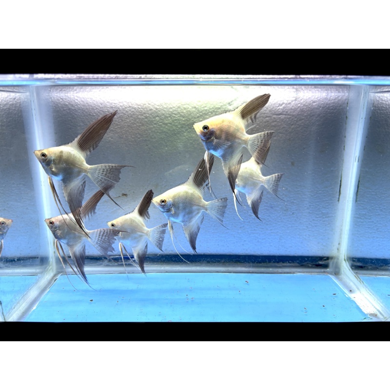 6 - BULBARIAN SEAL POINT ANGELFISH