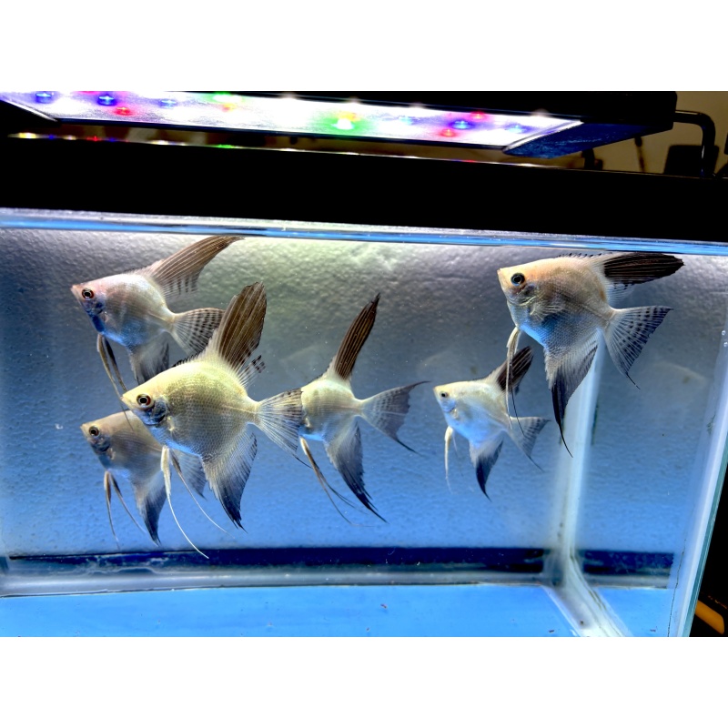 6 - BULGARIAN SEALPOINT ANGELFISH
