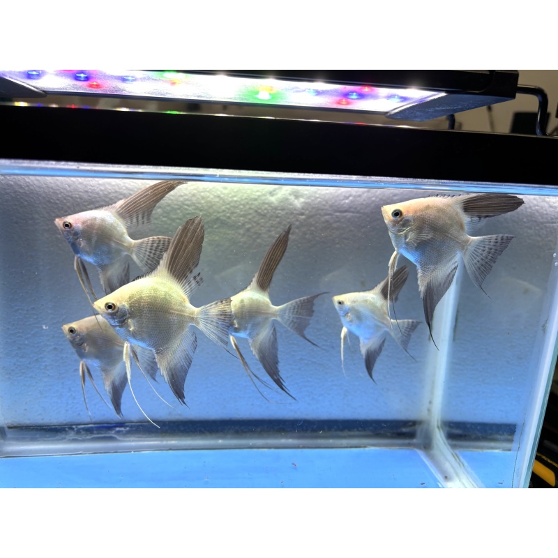 6 - BULBARIAN SEAL POINT ANGELFISH
