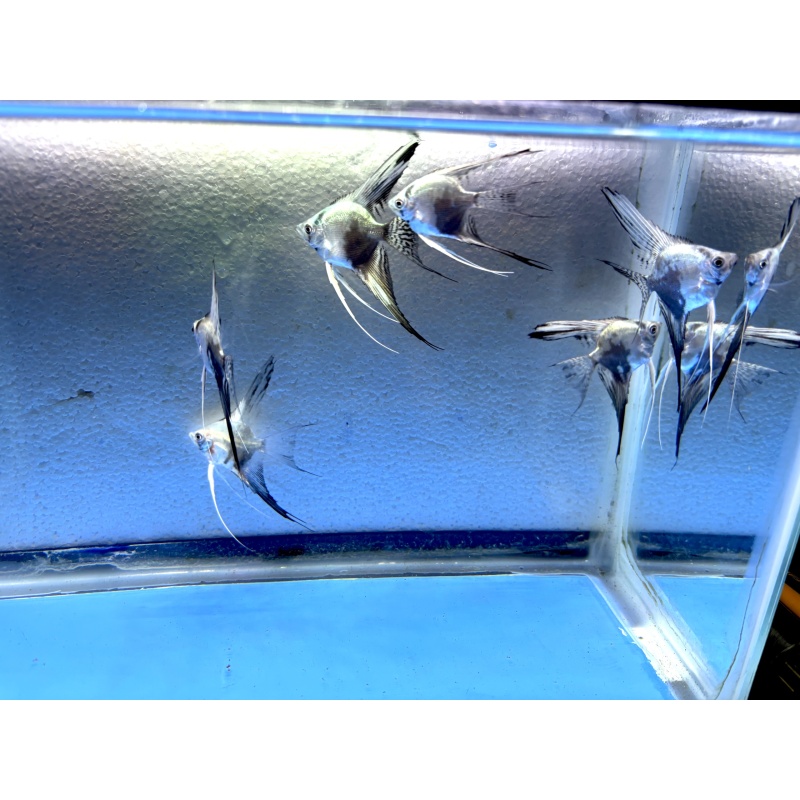 6 - BLUE SMOKEY/CHOCOLATE LEOPARD VEIL ANGELFISH