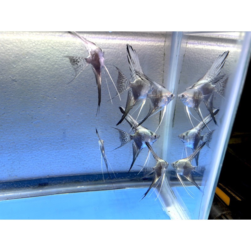 6 - BLUE SMOKEY/CHOCOLATE LEOPARD VEIL ANGELFISH