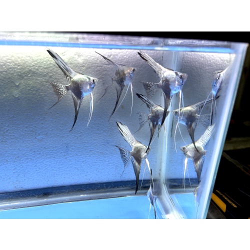 6 - BLUE SMOKEY/CHOCOLATE LEOPARD VEIL ANGELFISH
