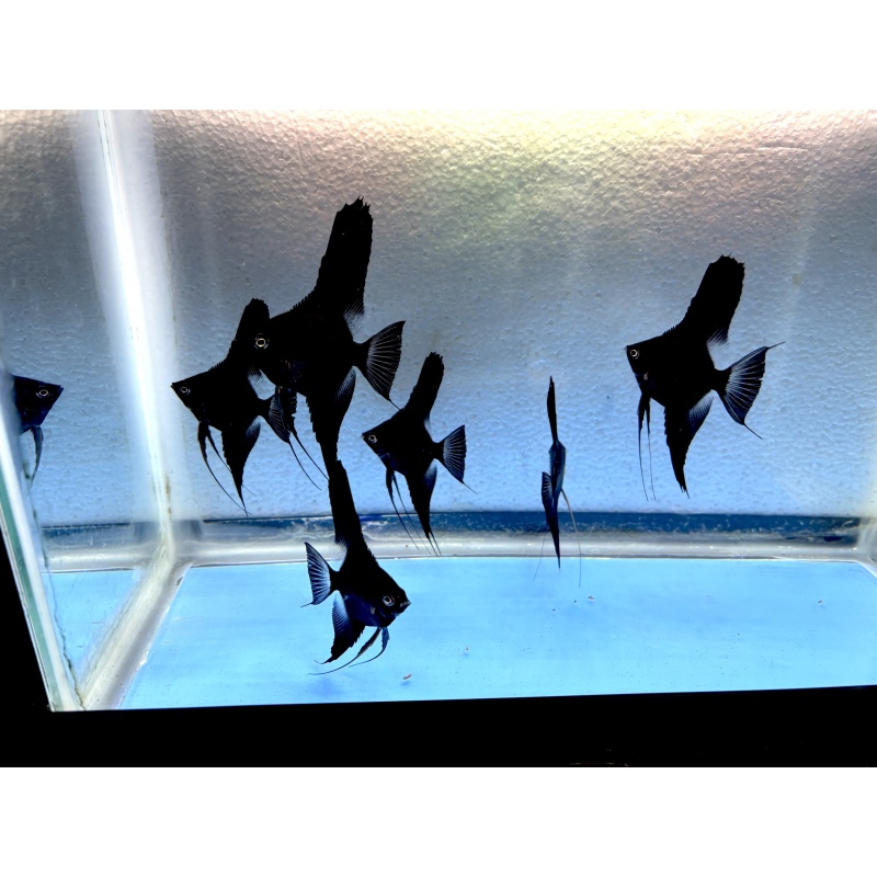 6 - BLACK VELVET (blushing) ANGELFISH
