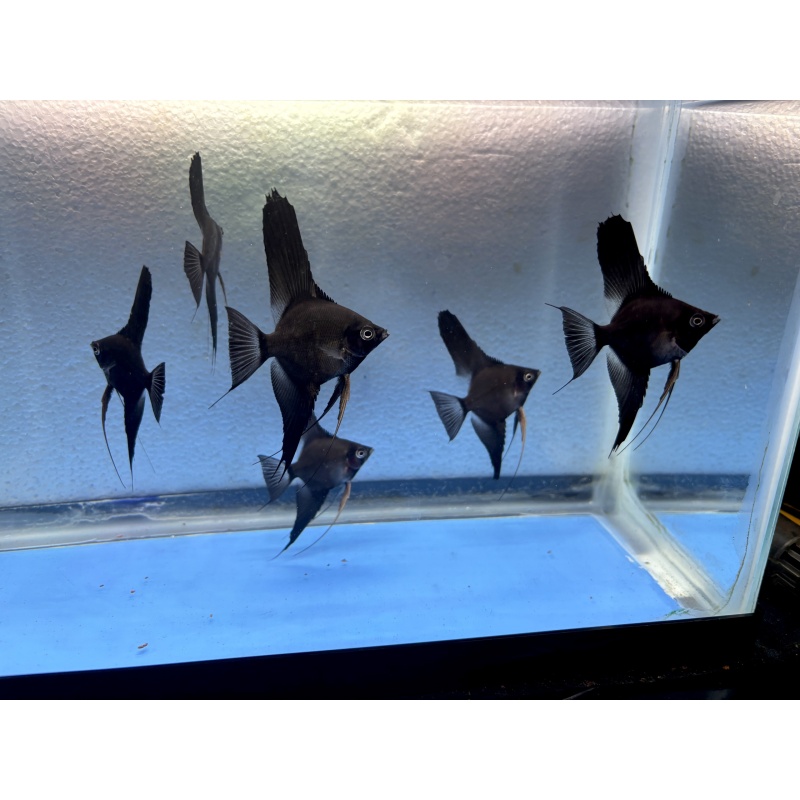 6 - BLACK VELVET (blushing) ANGELFISH