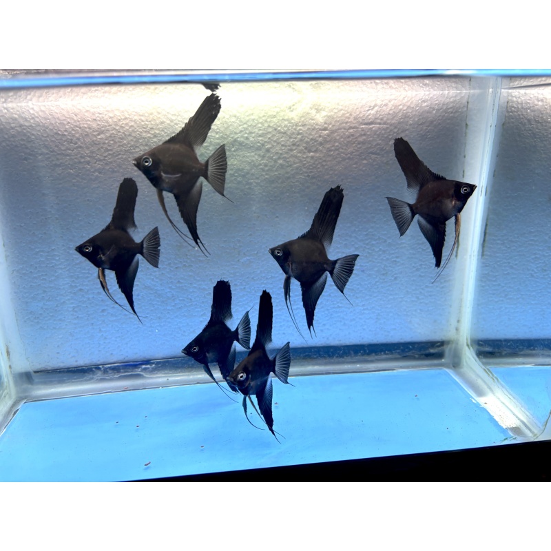 6 - BLACK VELVET (blushing) ANGELFISH
