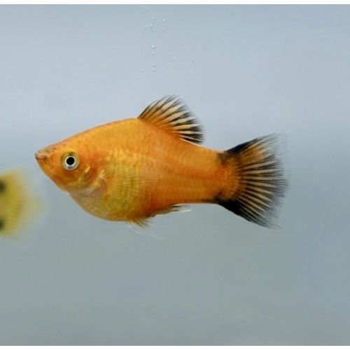 Orange Wagtail Platy (5 PACK)