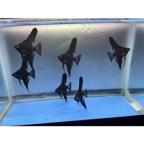 6 - BLACK VELVET (blushing) ANGELFISH