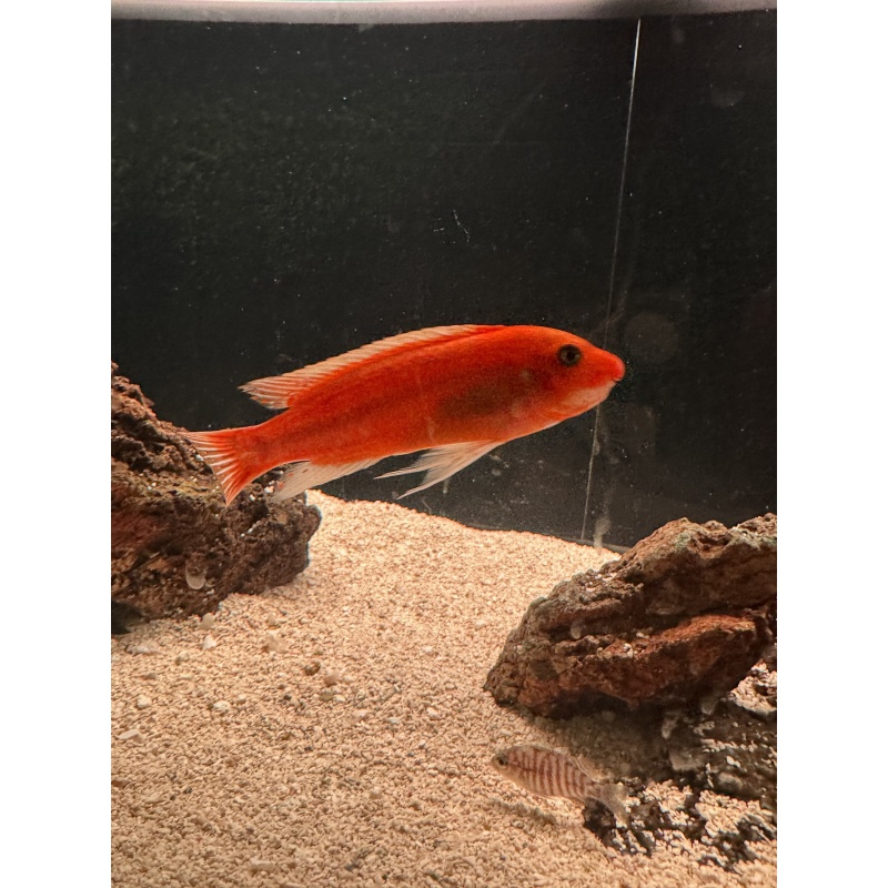 Labeotropheus Trewavasae Ochre Chilumba Adult Male