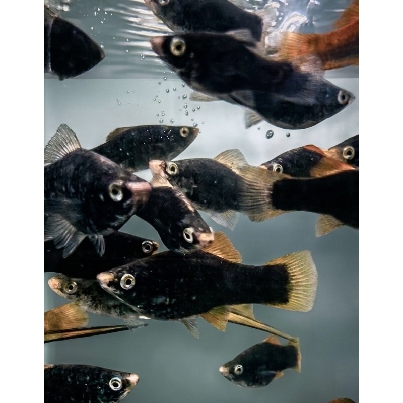 Black Swordtail (10 PACK)