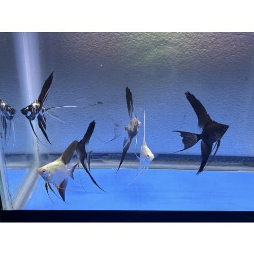 6 - ASSORTED ANGELFISH