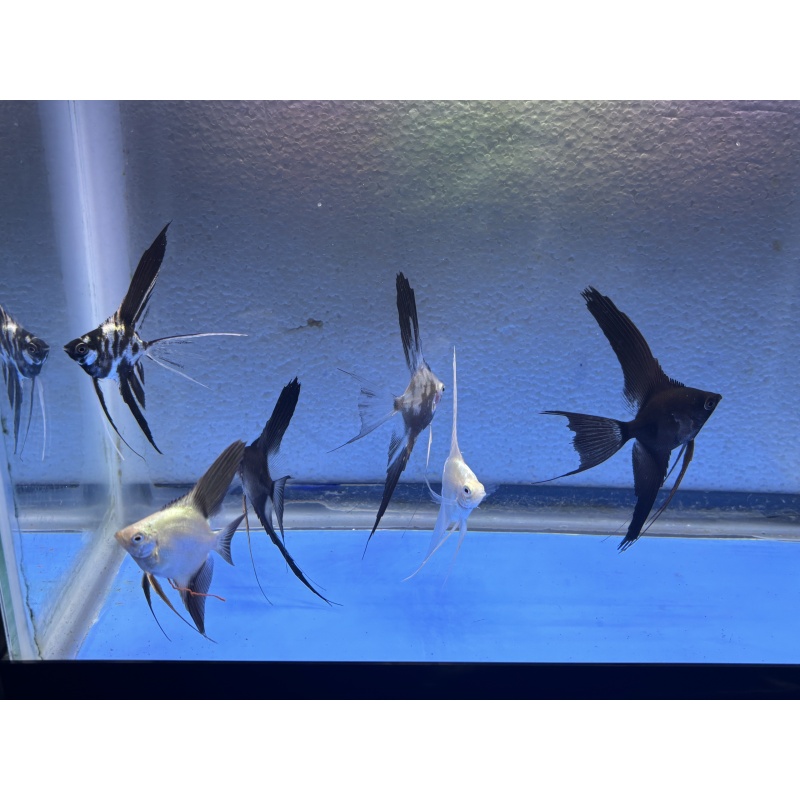 6 - ASSORTED ANGELFISH