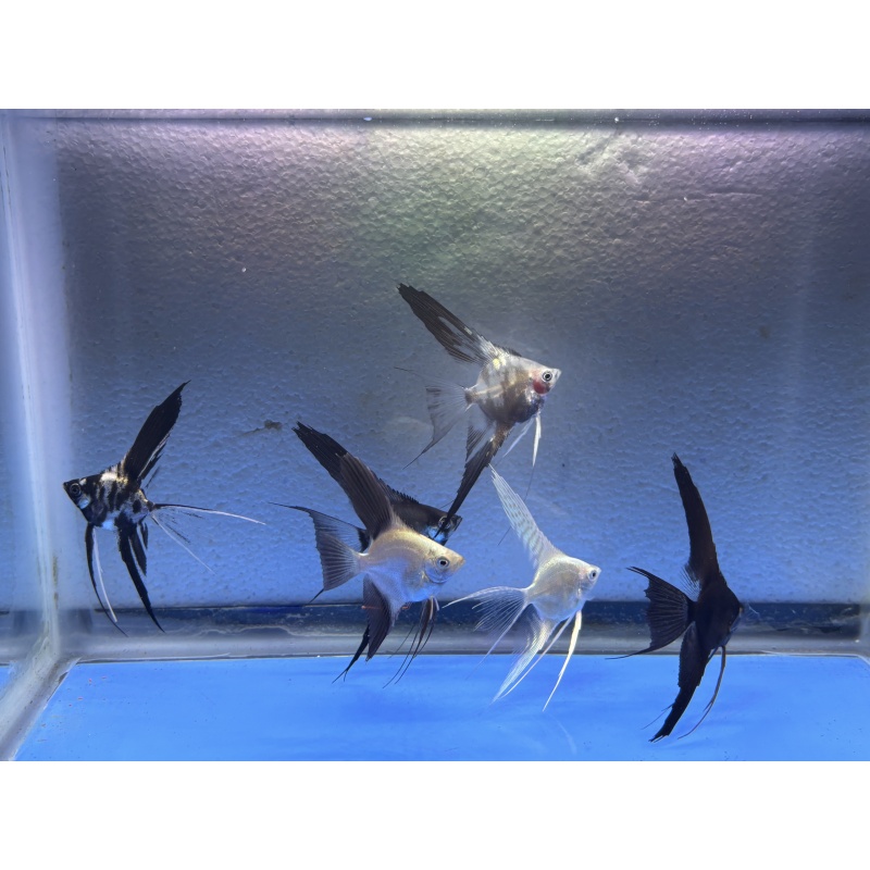 6 - ASSORTED ANGELFISH