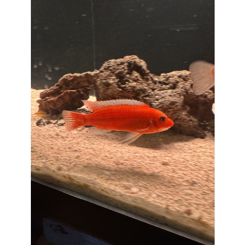 Labeotropheus Trewavasae Ochre Chilumba Adult Male