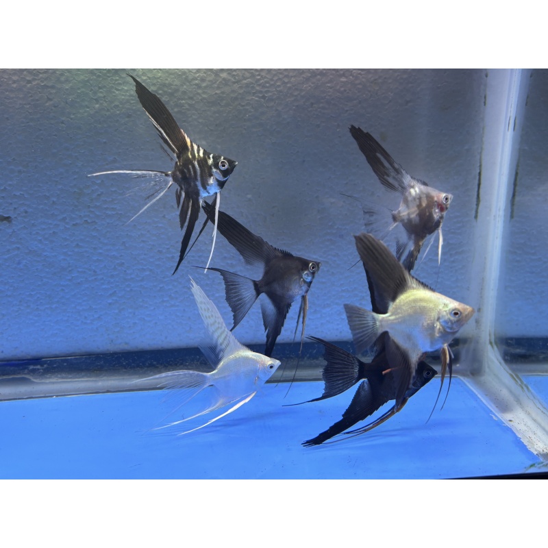 6 - ASSORTED ANGELFISH