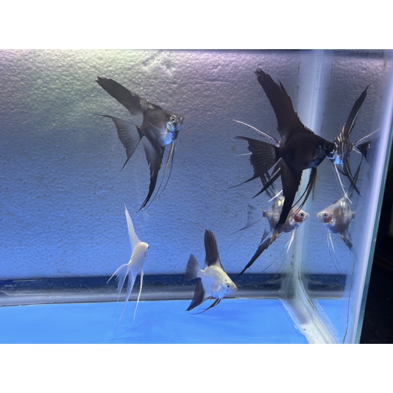 6 - ASSORTED ANGELFISH