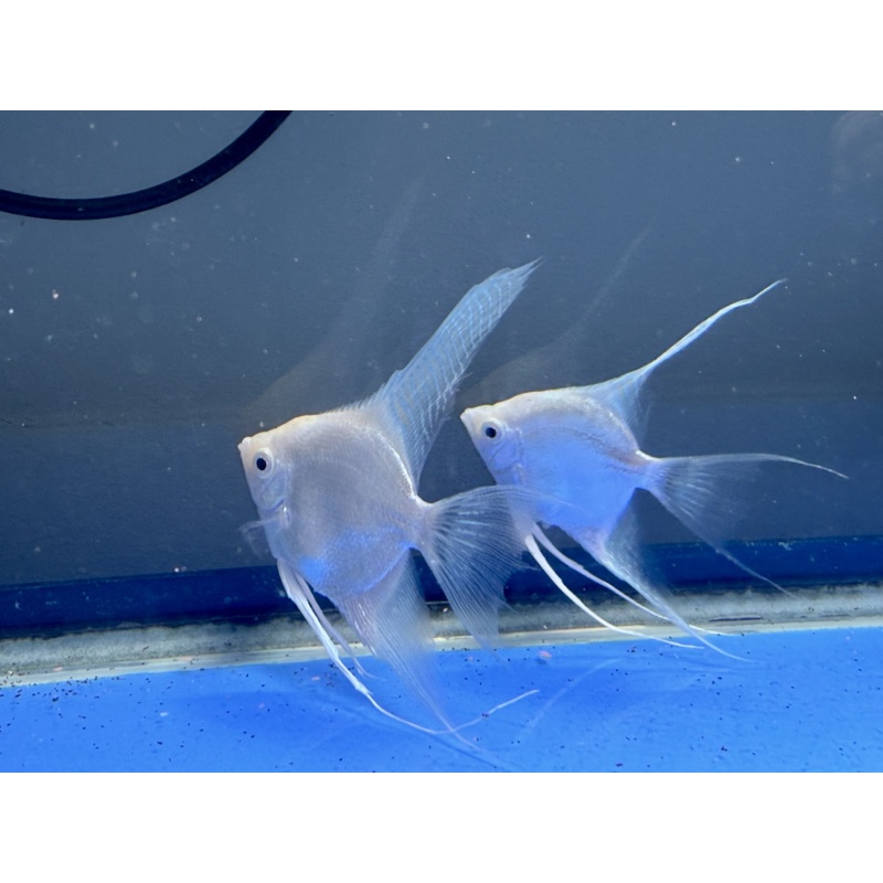 YOUNG PROVEN PLATIINUM VEIL BREEDING PAIR