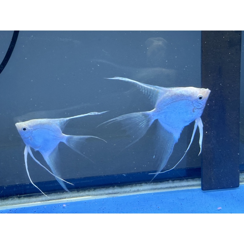 YOUNG PROVEN PLATIINUM VEIL BREEDING PAIR