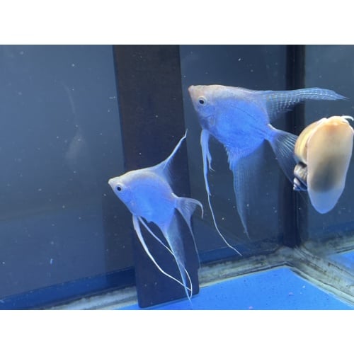 YOUNG PROVEN PLATIINUM VEIL BREEDING PAIR