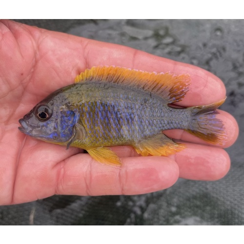 3.75-4" Lemon Jake Peacock Male (Fish As Pictured)