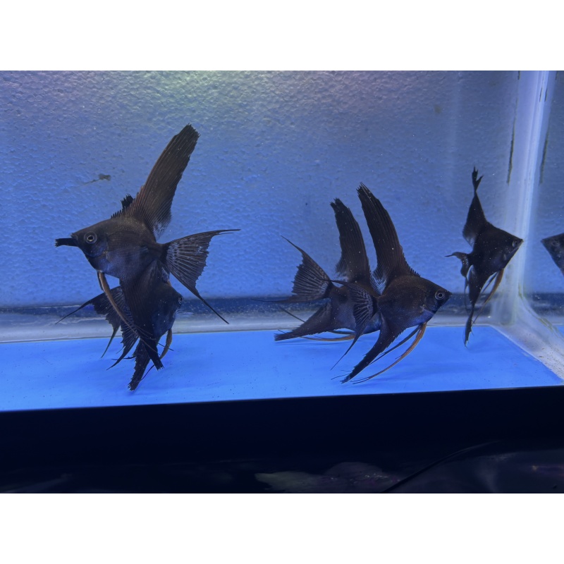 6 - BLACK GHOST VEIL ANGELFISH