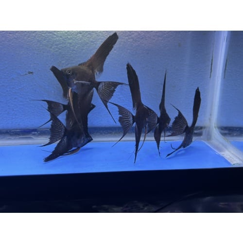 6 - BLACK GHOST VEIL ANGELFISH