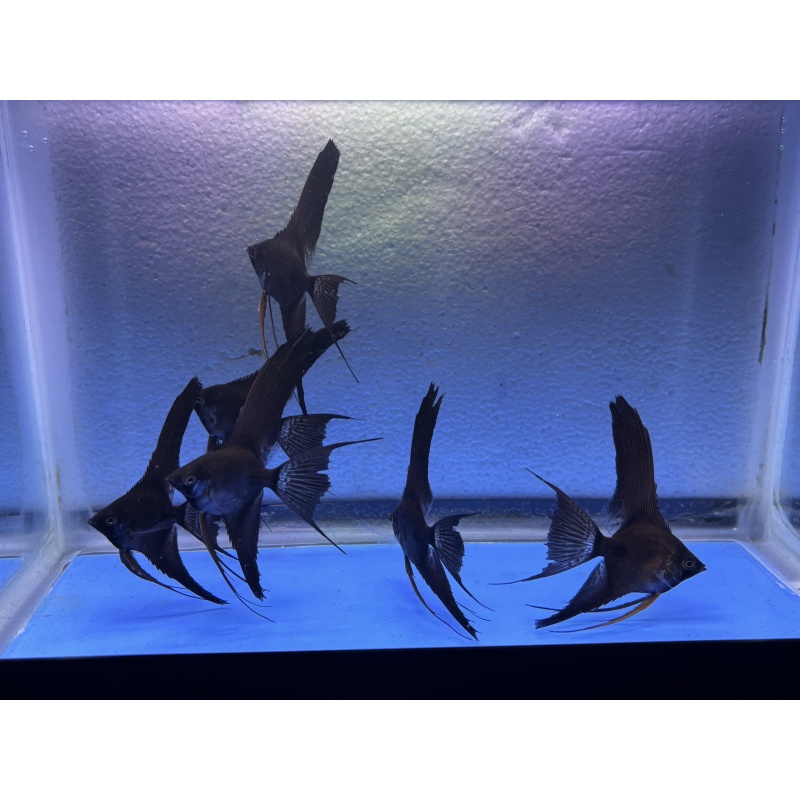 6 - BLACK GHOST VEIL ANGELFISH