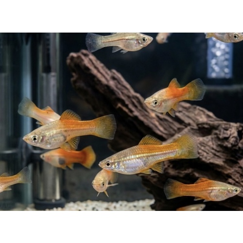 Sunset Swordtail (5 PACK)