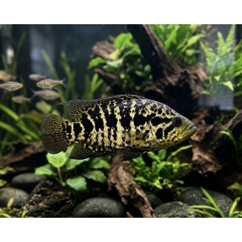 4-4.5" Jaguar Cichlid - Unsexed