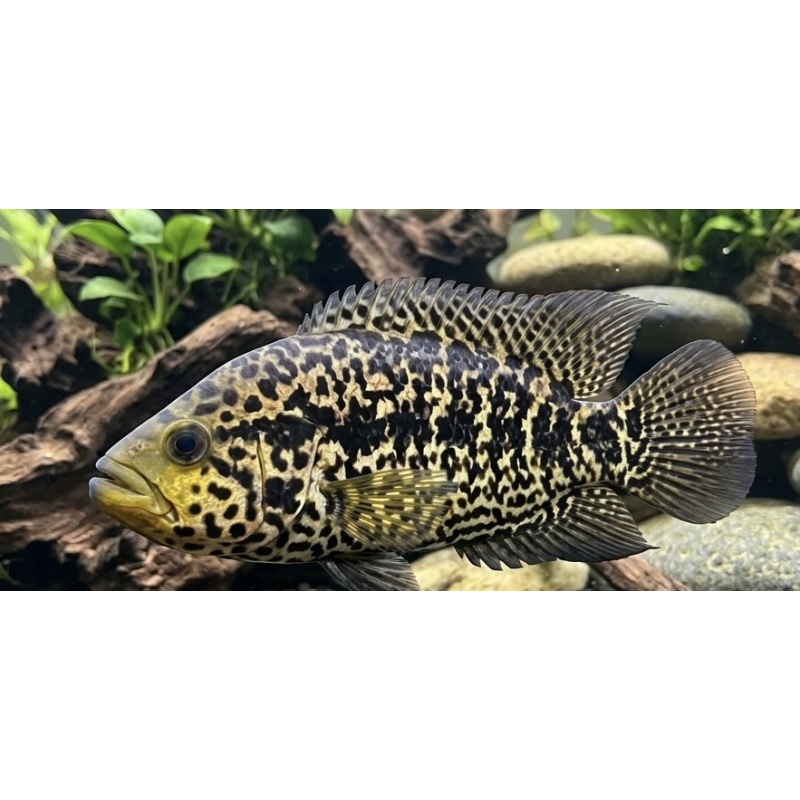 3-4" Jaguar Cichlid