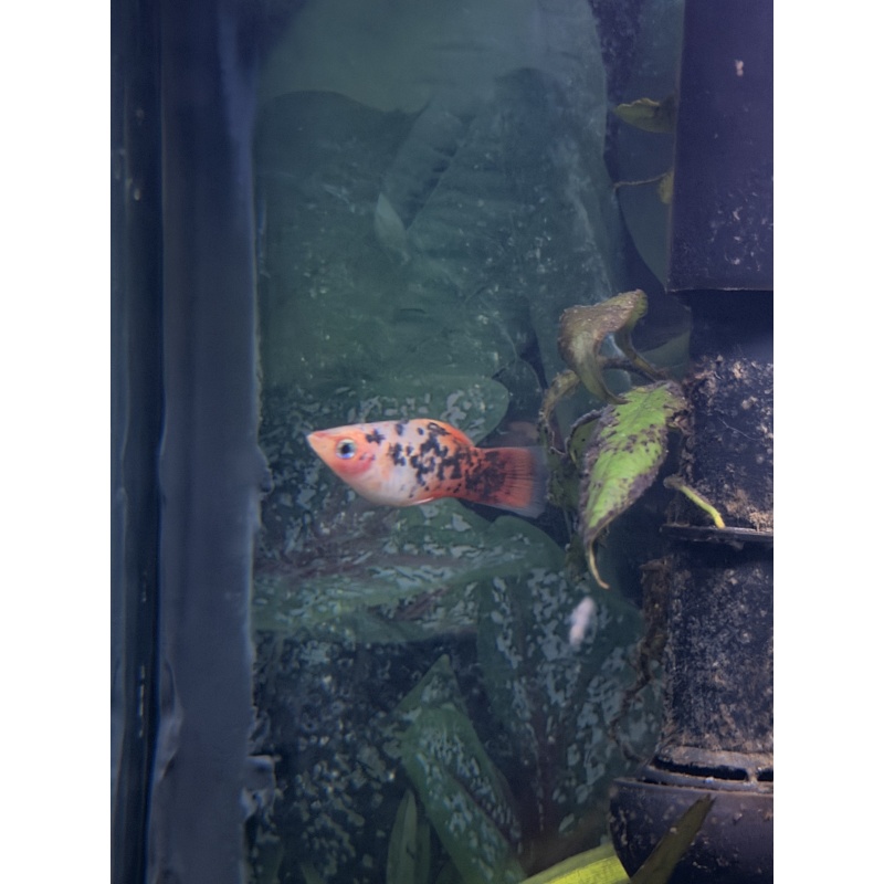 Red Dalmatian platy pair