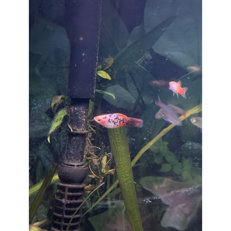 Red Dalmatian platy pair