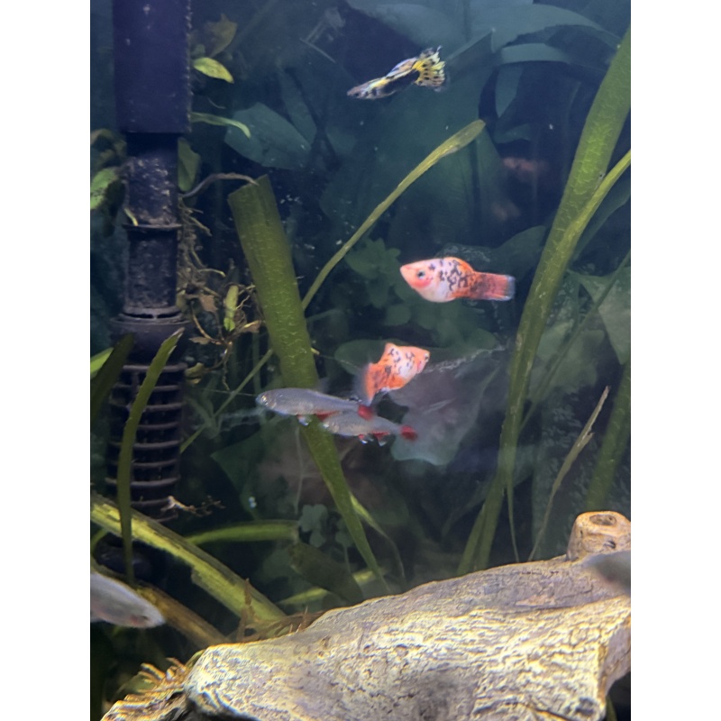 Red Dalmatian platy pair