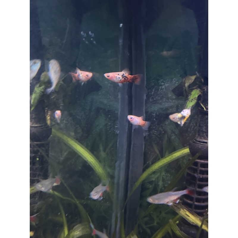 Red Dalmatian platy pair