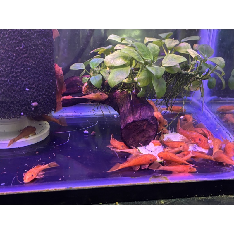 6 - SUPER RED PLECOSTOMUS