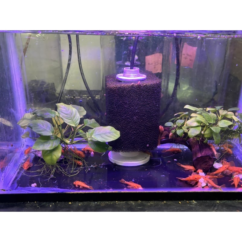 6 - SUPER RED PLECOSTOMUS