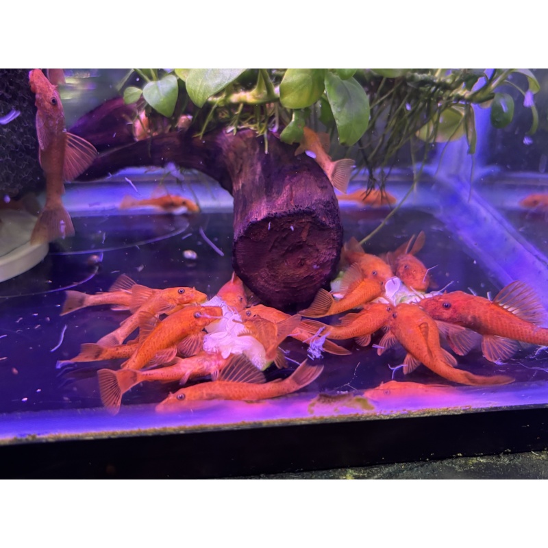 6 - ASSORTED PINOY ANGELFISH