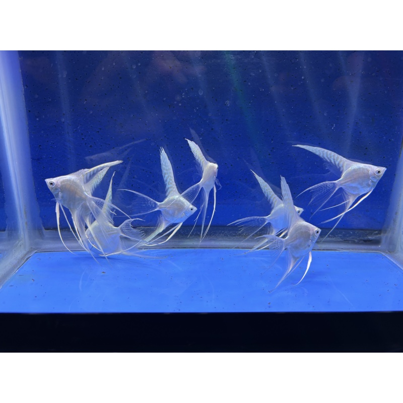 8 - PLATINUM VEIL ANGELFISH
