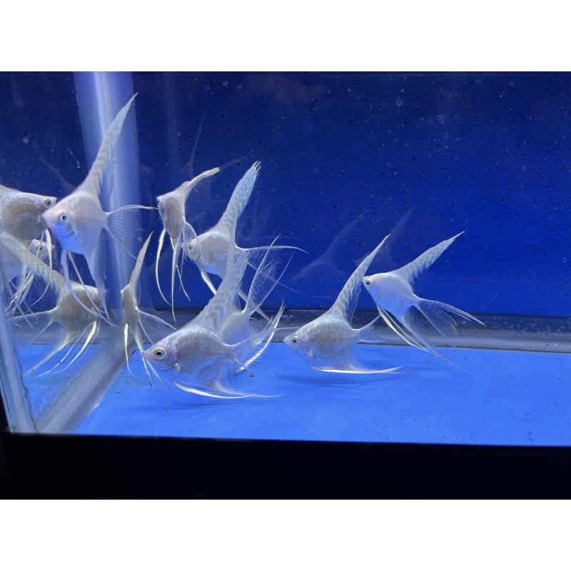 8 - BLUE PLATINUM SUPER-VEIL ANGELFISH